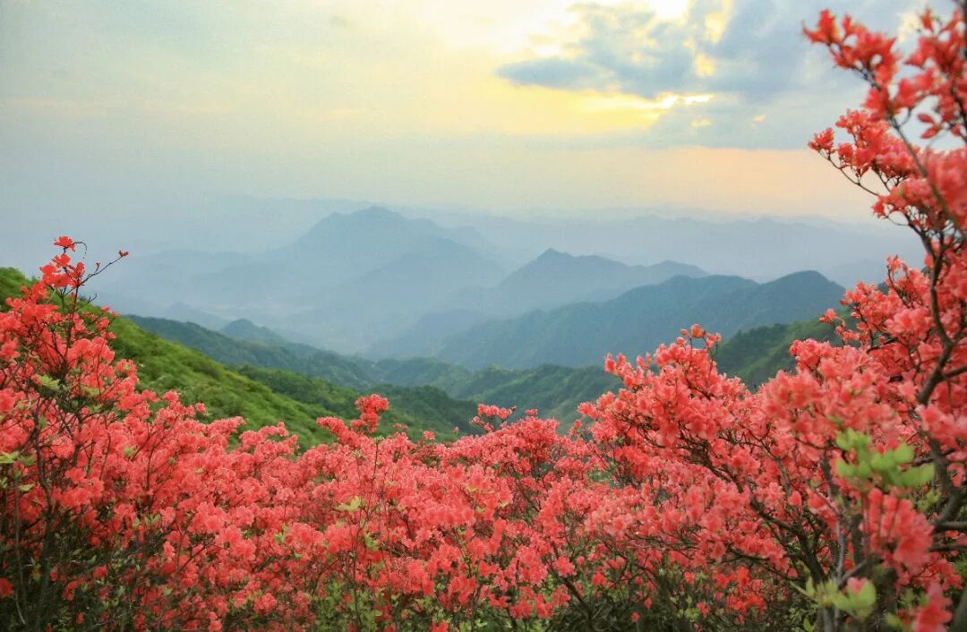 映山红.jpg